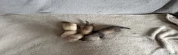 Ferret rodents for sale: Baby Ferrets For Sale - Advert 2