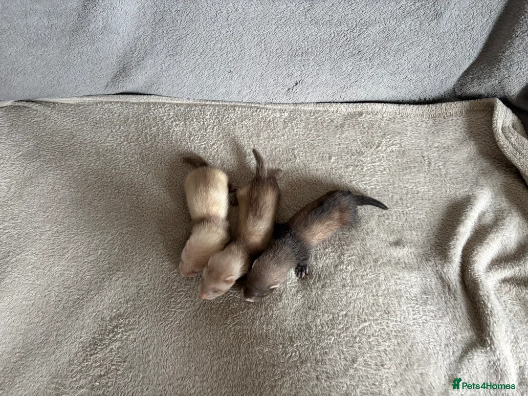 Ferret rodents for sale: Baby Ferrets For Sale - Advert 2