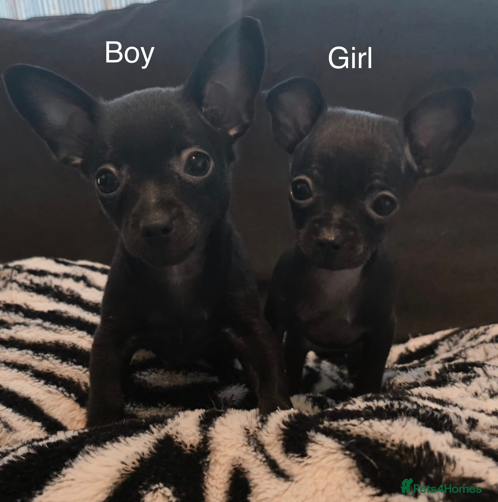 Russian Toy Terrier dogs Russian toy terrier puppies for sale - Advert 9