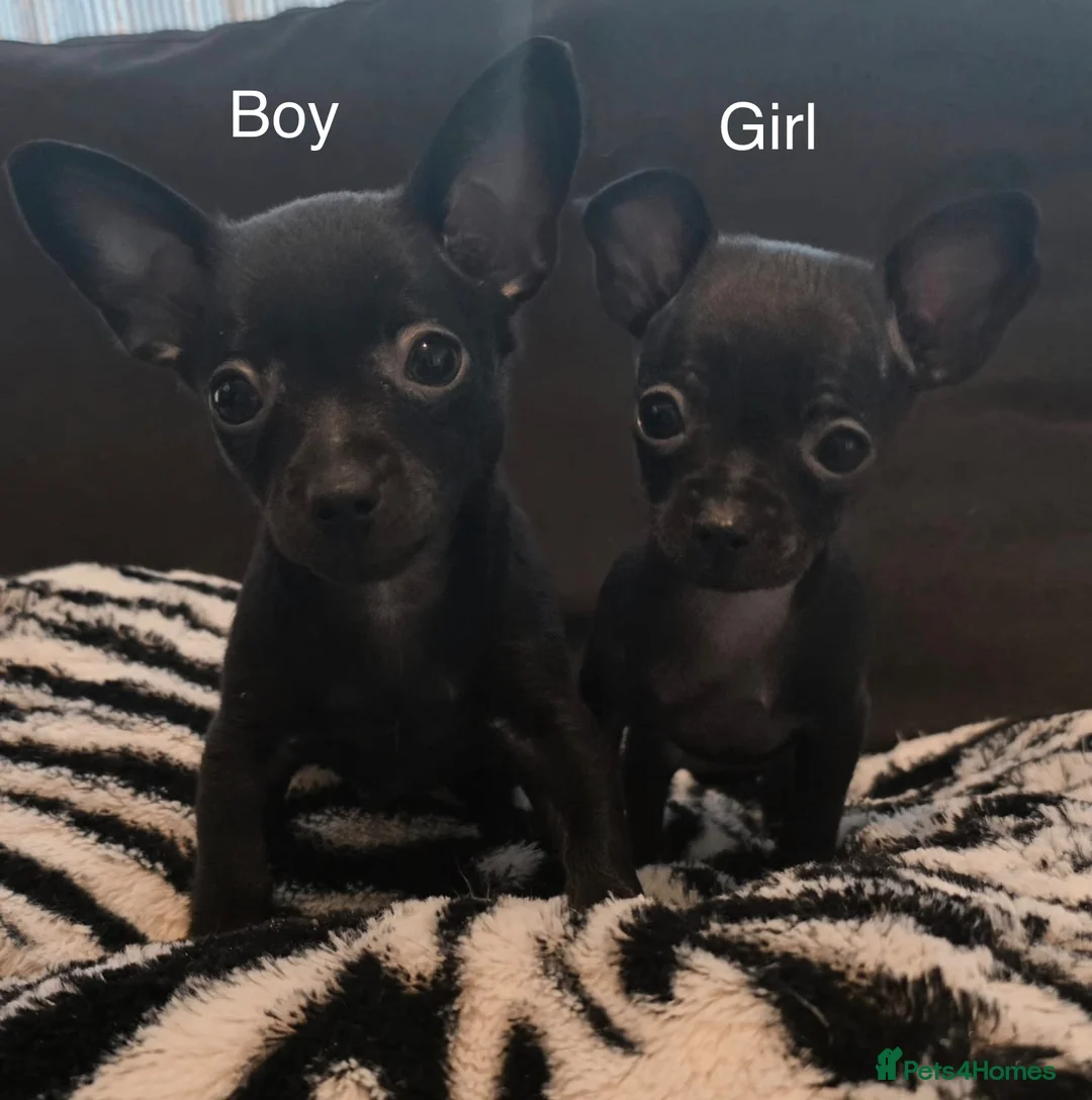 Russian Toy Terrier dogs for sale: Russian toy terrier puppies for sale in Feltham - Advert 1