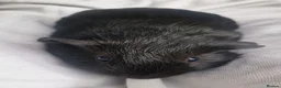 Guinea Pig rodents for sale: Brother and sister - Advert 6