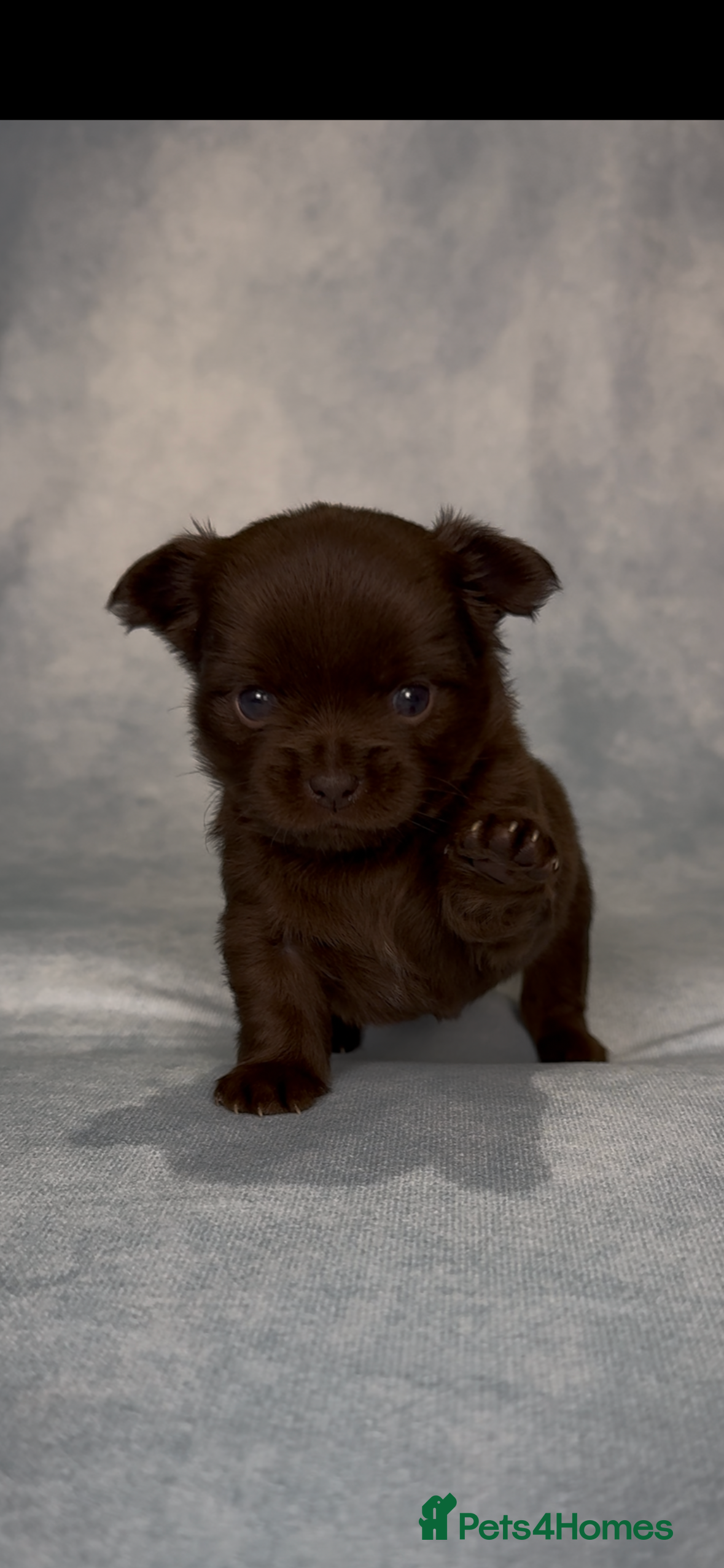 Chihuahua dogs Chihuahua puppies available on valentines  - Advert 2
