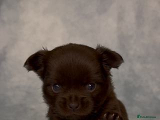 Chihuahua dogs Chihuahua puppies available on valentines - Advert 1