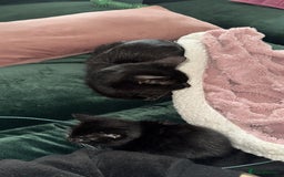 Mixed Breed cats for sale: *1 kitten left* Mixed Breed - Black and White - Image 3