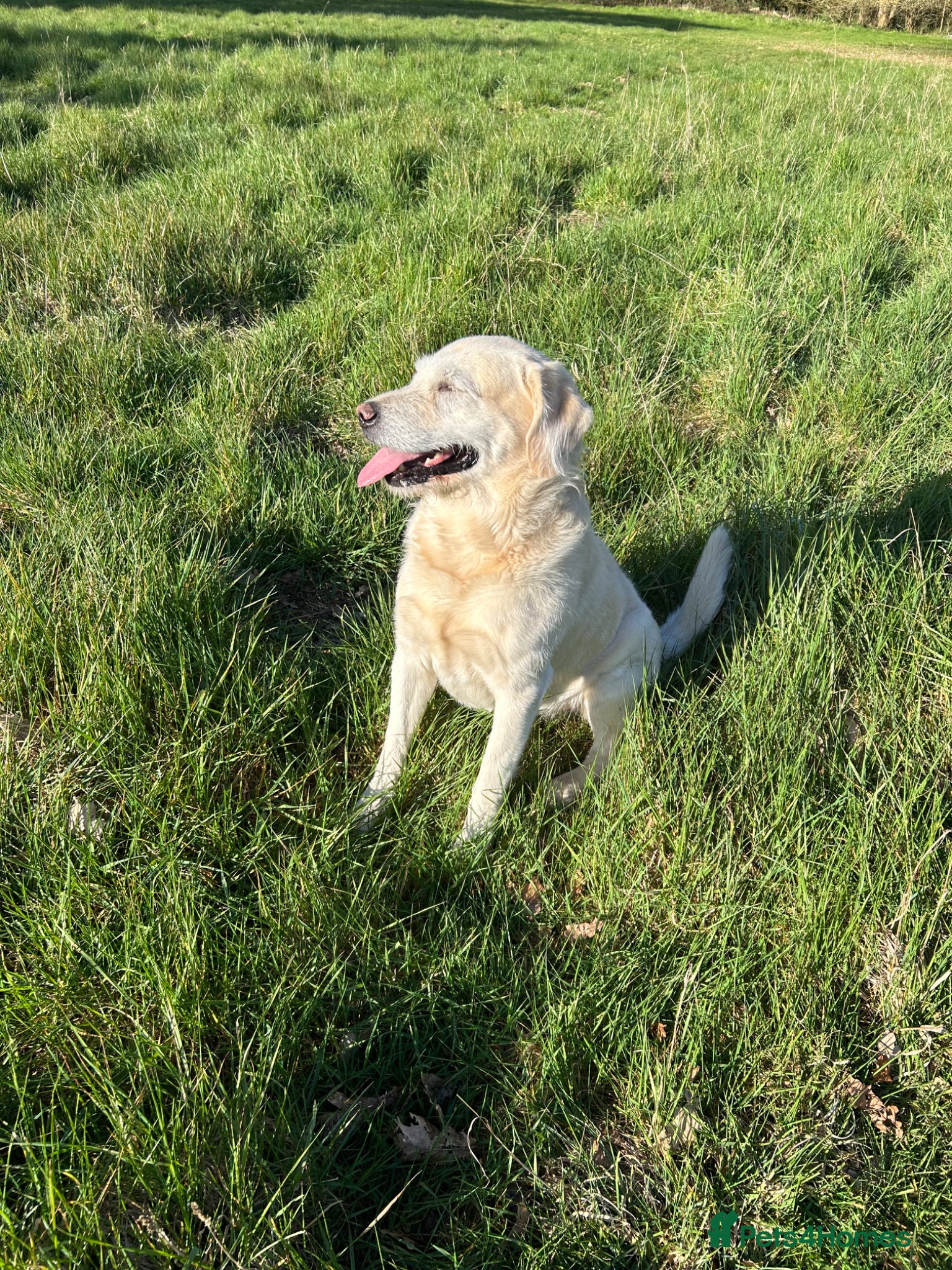 Goldendoodle dogs Honest & Kind Stud dog  - Advert 19