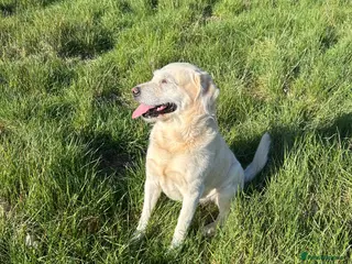 Goldendoodle dogs Honest & Kind Stud dog - Advert 19