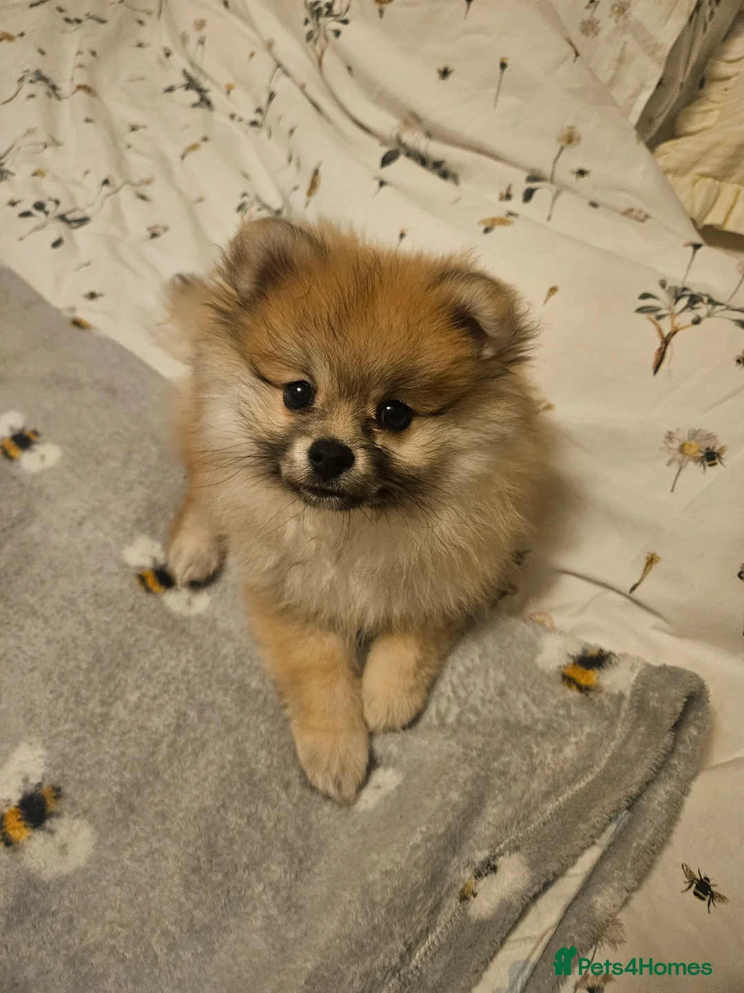 Pomeranian dogs for sale: Sable Pomeranian - 16 weeks in Clitheroe - Advert 2