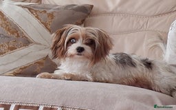 Mixed Breed dogs for sale: White yorkie (Biewer Terrier) X pomeranian  - Image 2