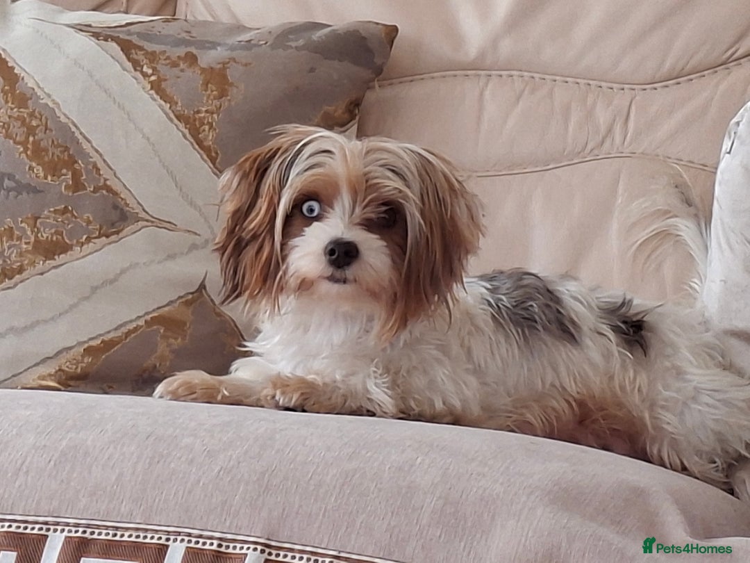 Mixed Breed dogs for sale: White yorkie (Biewer Terrier) X pomeranian  - Image 2