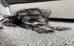 Miniature Schnauzer dogs for sale: Ready for our forever home’s miniature schnauzers  - Image 32