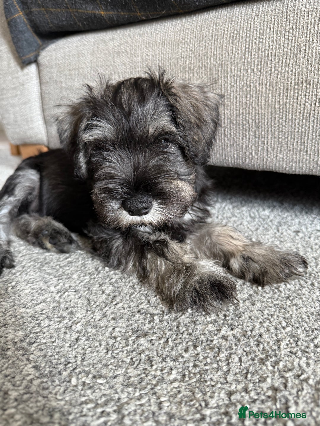 Miniature Schnauzer dogs for sale: Ready for our forever home’s miniature schnauzers  - Image 32