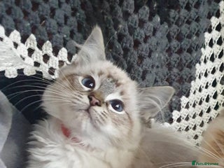 Ragdoll cats - Advert 7