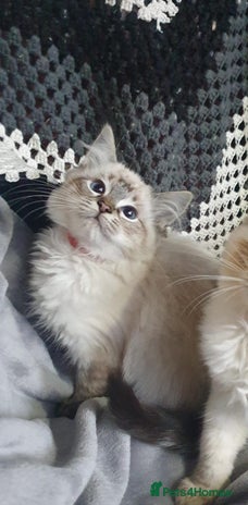 Ragdoll cats - Advert 5