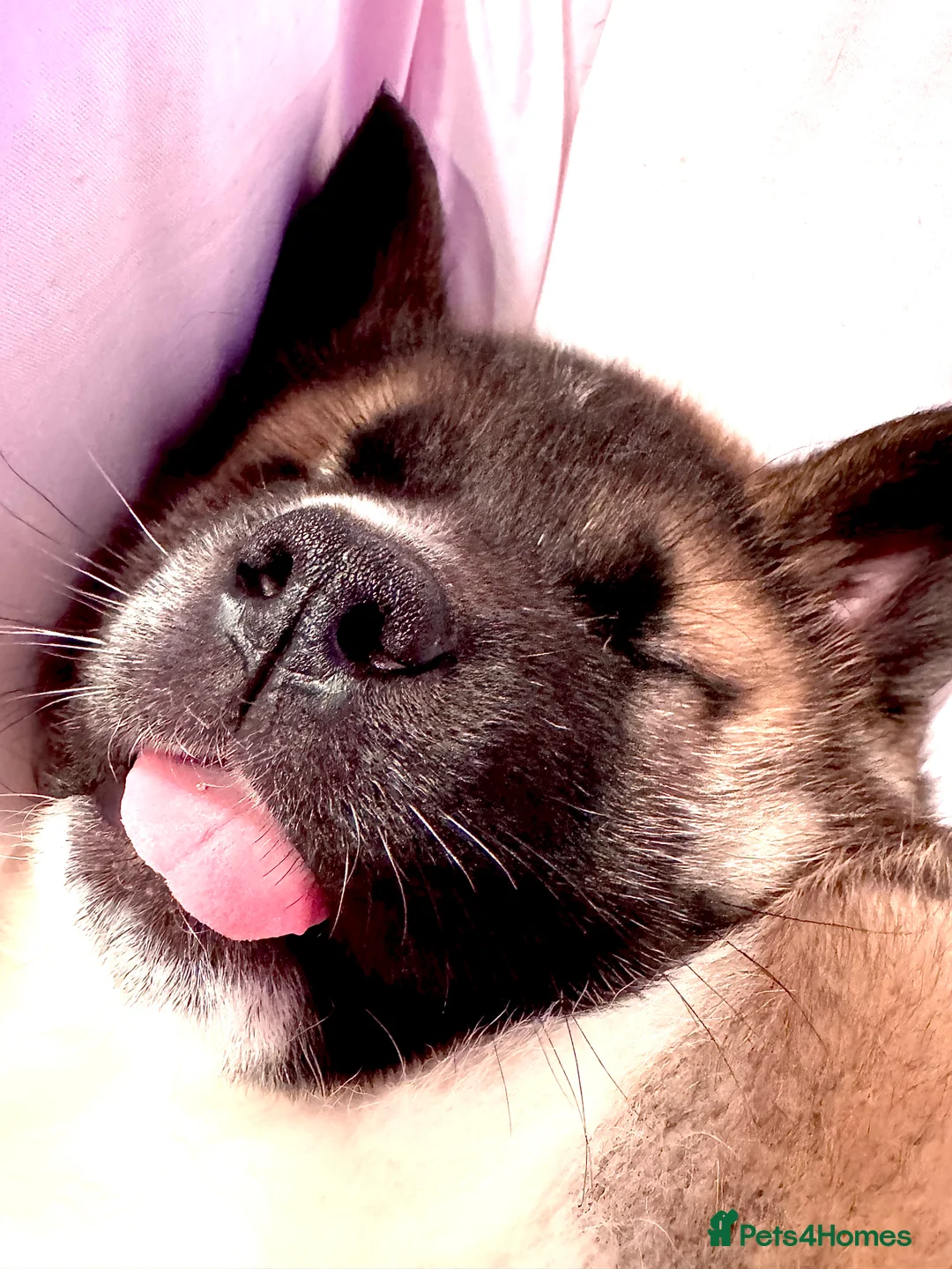 Akita dogs for sale: Akita puppy  in Dagenham - Advert 1