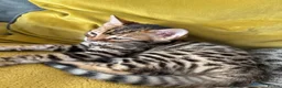 Bengal cats for sale: LAST ONE LEFT - MALE ✨GLITTER Coat✨Bengal kittens  - Advert 13