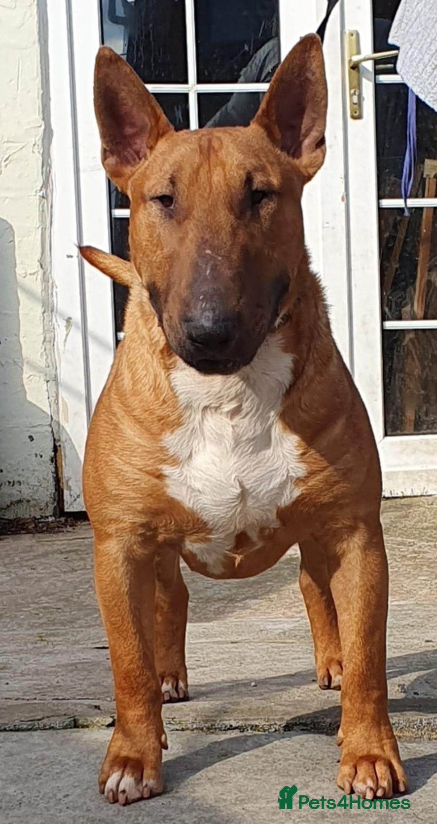 Bull Terrier dogs Proven Bull terrier stud x 2 - Advert 3