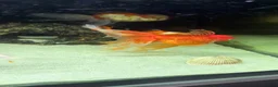 Fancy Goldfish fish for sale: 6 Gold fish for Sale in Hatfield - Advert 3