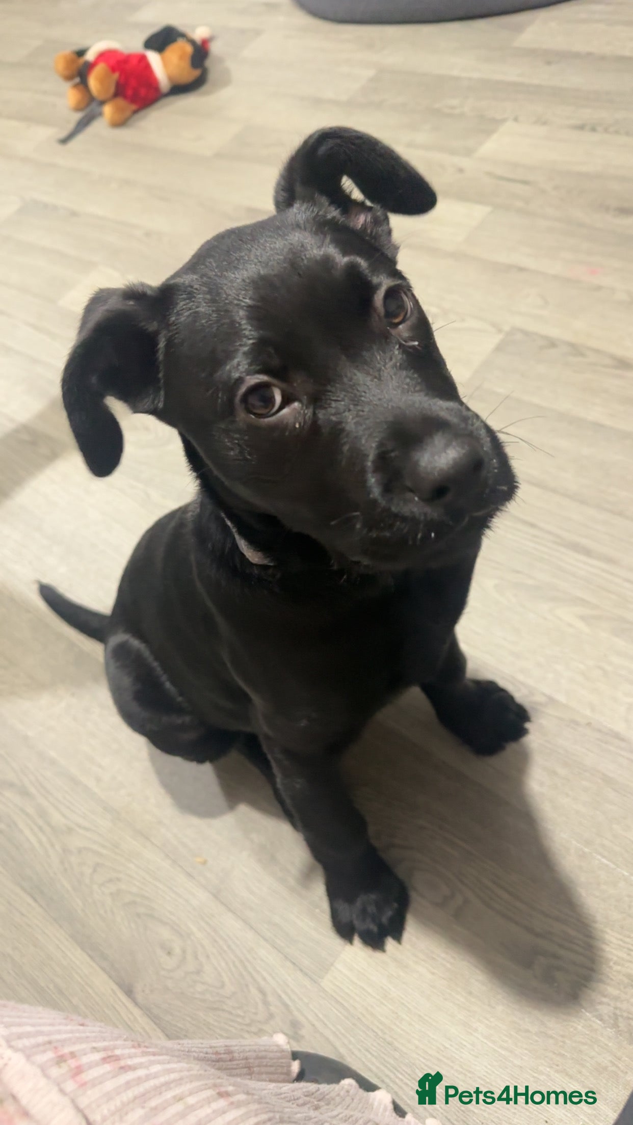 Mixed Breed dogs 16 week old pup  - Advert 9