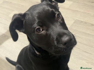 Mixed Breed dogs 12 week old pup - Advert 1