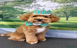 Cavachon dogs for sale: Ralph  - Image 3