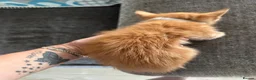Mixed Breed cats for sale: Mixed breed ginger boys - Advert 9