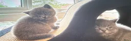 British Shorthair cats for sale: REDUCED BRITISH SHORTHAIR KITTENS  - Advert 5