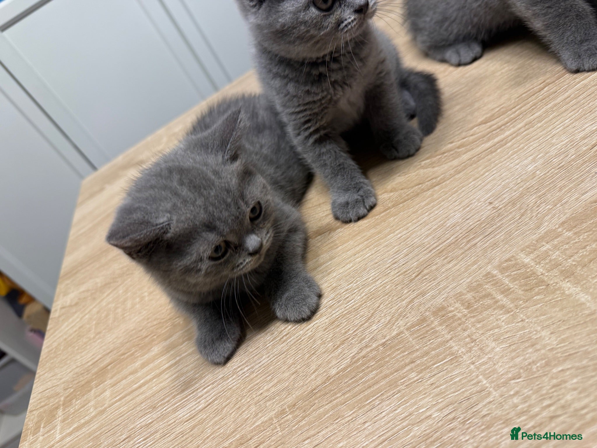 British Shorthair cats British shorthair ready to leave now!  - Advert 6