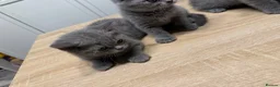 British Shorthair cats for sale: British shorthair ready to leave now!  - Advert 1