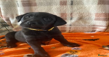 Labrador Retriever dogs - Advert 9