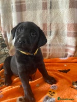 Labrador Retriever dogs - Advert 6