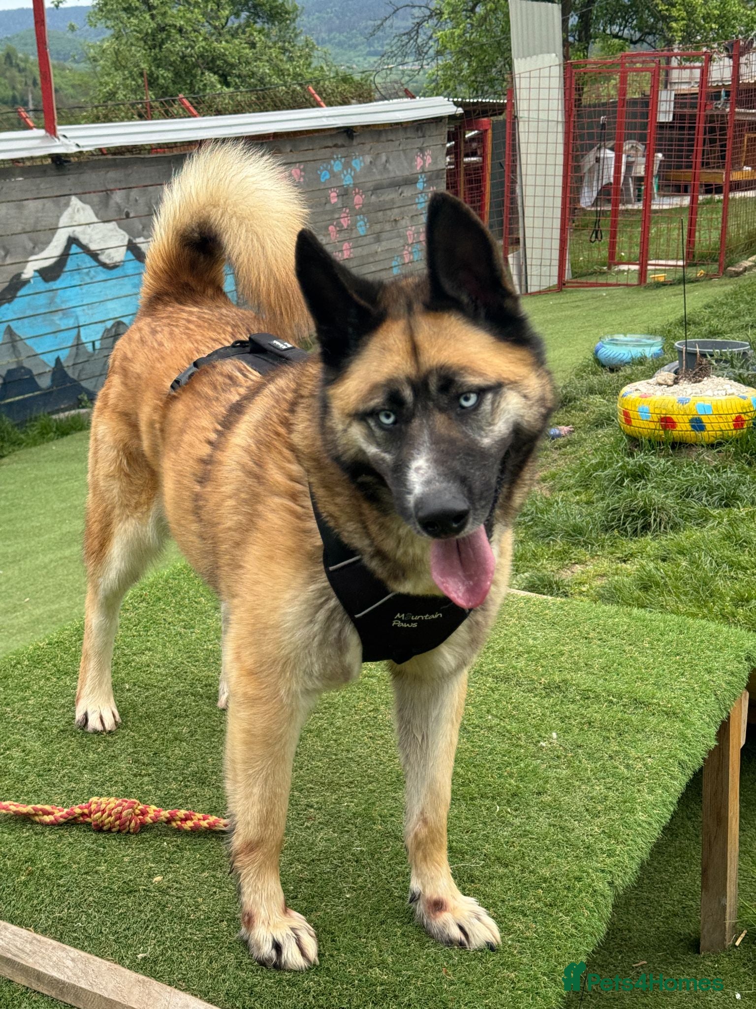 Mixed Breed dogs  RONI  - Advert 11