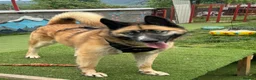 Mixed Breed dogs for adoption:  RONI  - Advert 1