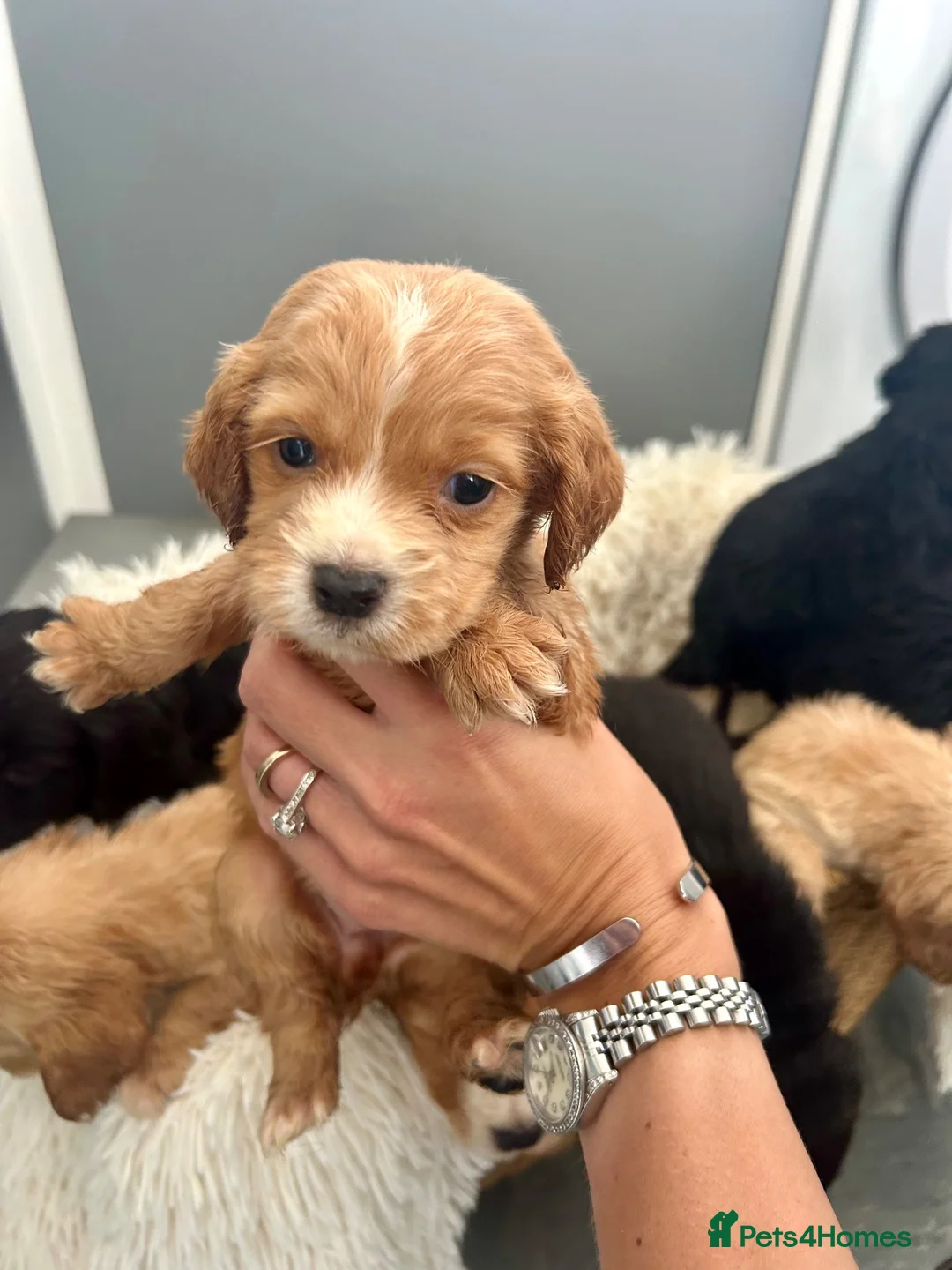 Cocker Spaniel dogs for sale: Cocker Spaniel Puppies Mixed Litter  - Advert 9