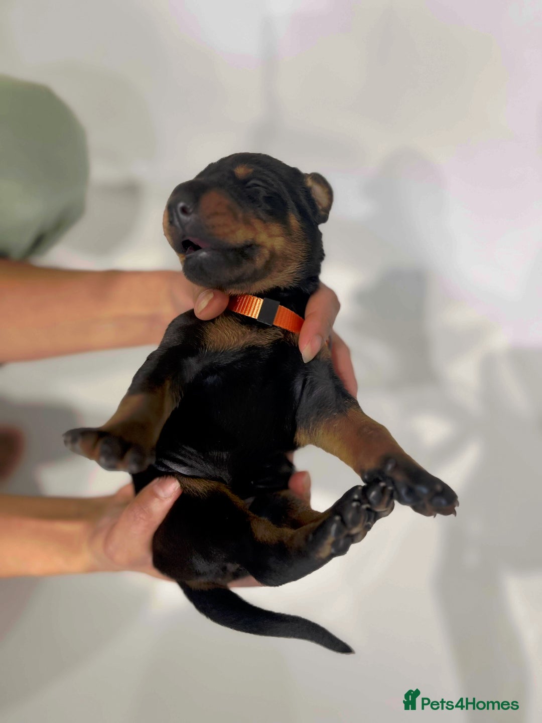 Dobermann dogs for sale: 🏆Supreme Dobermanns - Where Excellence Begins 🏆 - Image 27