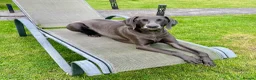 Weimaraner dogs for sale: KC Registered Weimaraner Puppies - Advert 10
