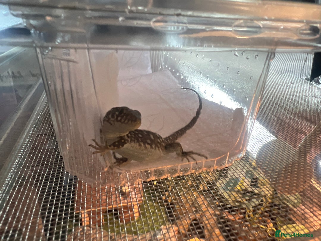 Mixed Breed reptiles for sale: Baby Jewelled lacertas! - Image 4