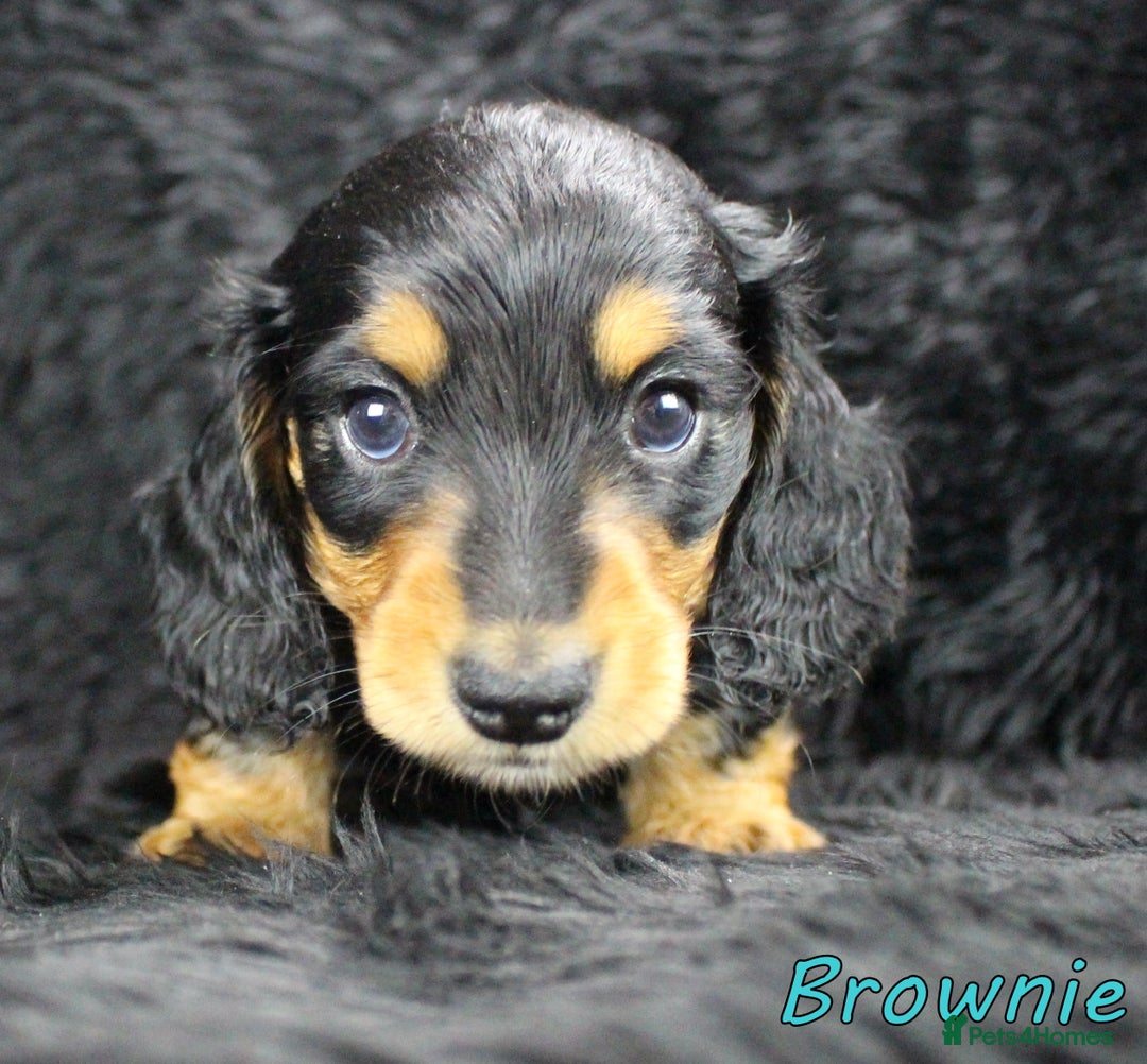Miniature Dachshund dogs for sale: KC PRA Clear Mini Longhair Daxies – Dapple - Advert 8