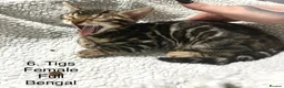 Bengal cats for sale: Full & Half Breed Bengal Kittens  - Advert 16