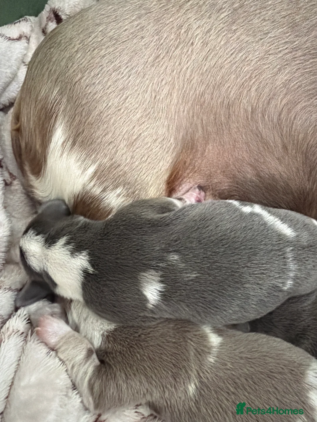 Dachshund dogs for sale: Stunning blue and tan dachshund  - Advert 2
