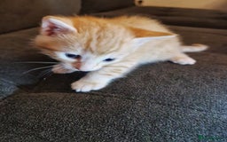 Bengal cats for sale: Absolutely Stunning Bengals  - Image 9