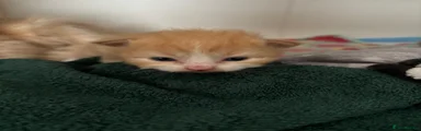 Siberian Kitten 2