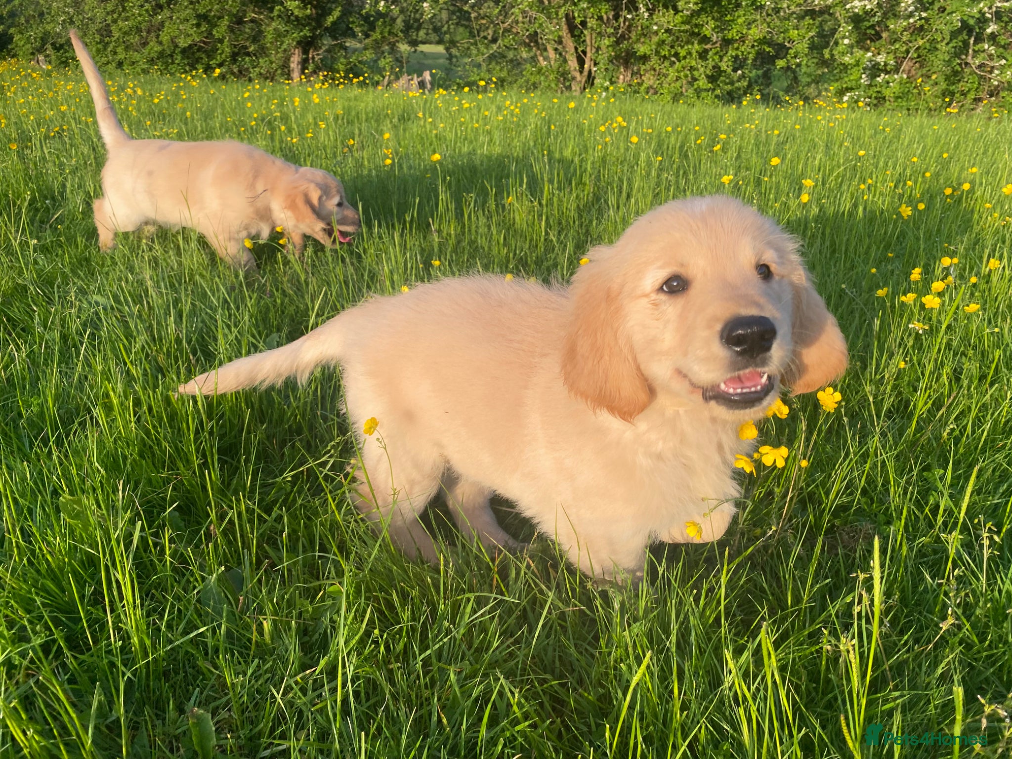 Golden Retriever dogs 🐾 Truly special KC Puppies - Advert 2