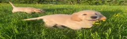 Golden Retriever dogs for sale: 🐾 Truly special Puppies - Advert 2