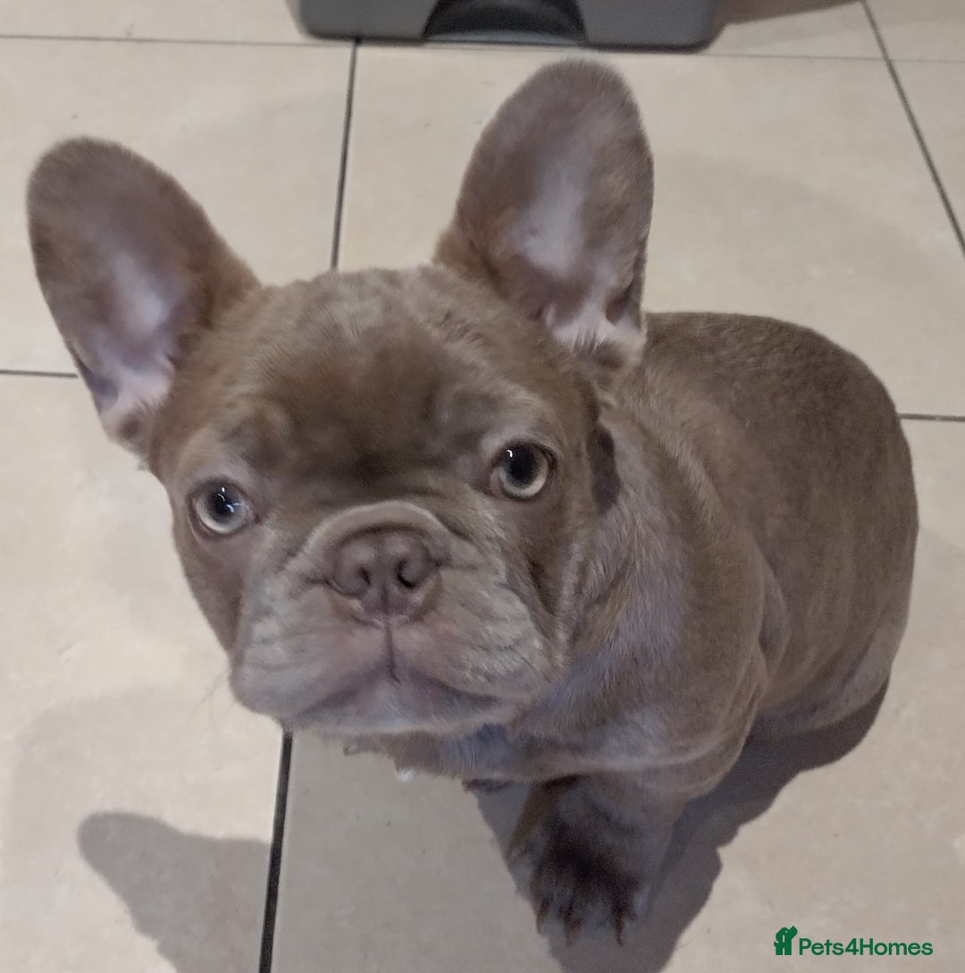 French Bulldog dogs for sale: Frenchie for sale/ Isabella  - Advert 3