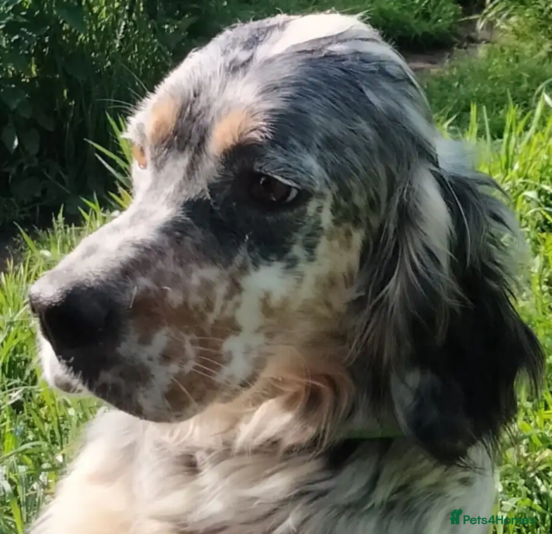 English Setter dogs for adoption: Sira (Inca) - Advert 6