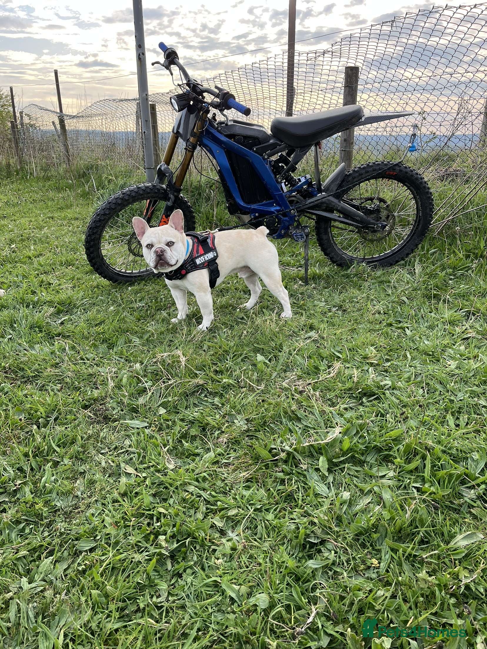 French Bulldog dogs REGGIE available for stud🔥🔥🔥 in Bradford - Advert 16