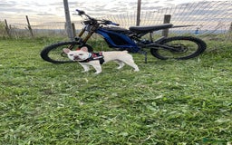 French Bulldog dogs for stud: REGGIE available for stud🔥🔥🔥 in Bradford - Image 1