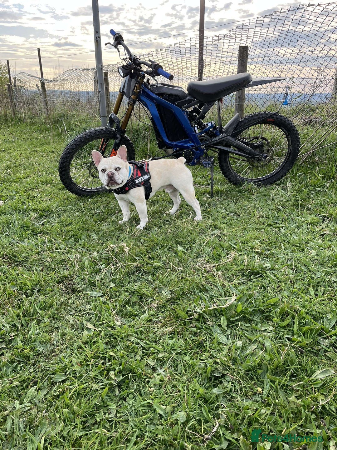 French Bulldog dogs for stud: REGGIE available for stud🔥🔥🔥 in Bradford - Image 1