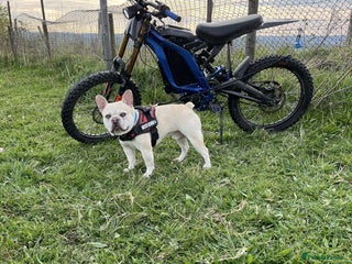 French Bulldog dogs REGGIE available for stud🔥🔥🔥 in Bradford - Advert 11
