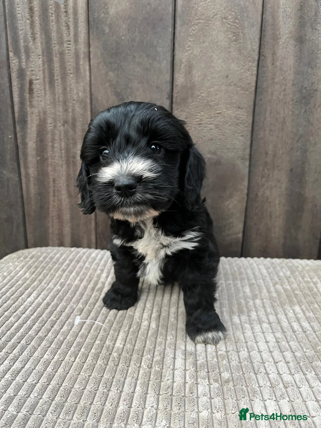 Cockapoo dogs for sale: Beautiful F2  Cockerpoo puppies  - Advert 1